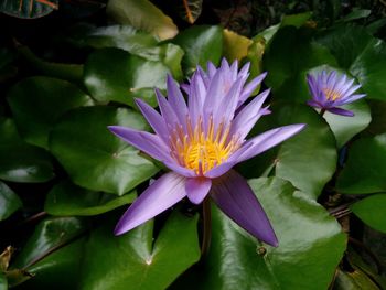 Close-up of purple lotus water lily