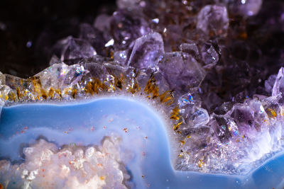 Close-up of jellyfish in sea