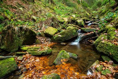 Scenic view of stream flowing through rocks in forest