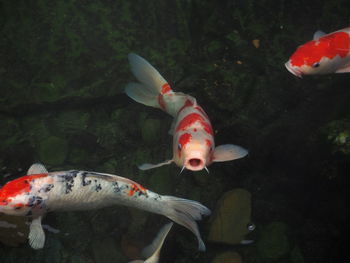 View of fish swimming in pond