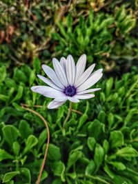 Close-up of white flower blooming outdoors