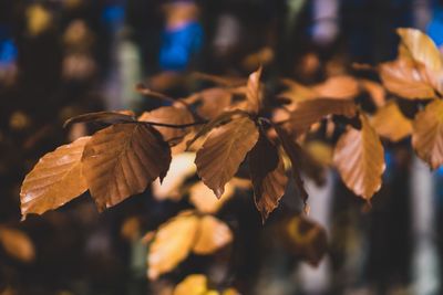 Close-up of dry leaves during autumn