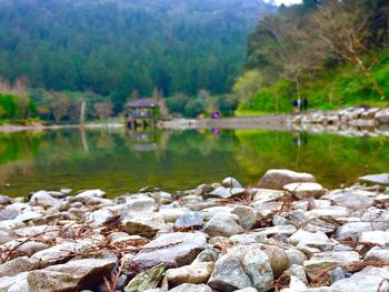 Scenic view of river by trees