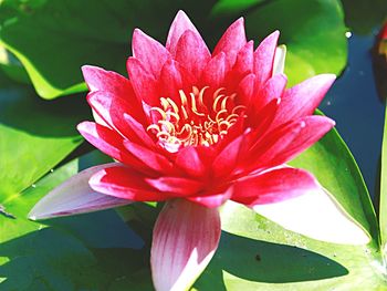 Close-up of lotus water lily in pond
