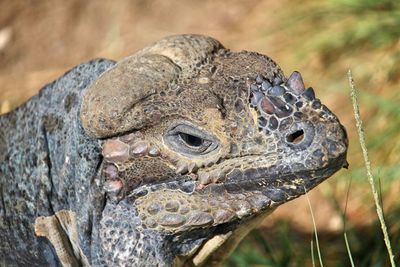 Close-up portrait of lizard