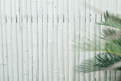 Close-up of palm leaves against wall