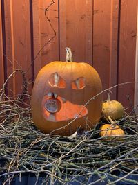 Close-up of pumpkin on plant during halloween