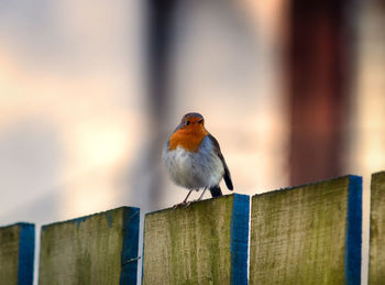 Close-up of bird perching on wood