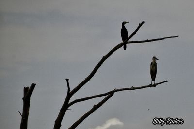 Low angle view of birds perching on tree