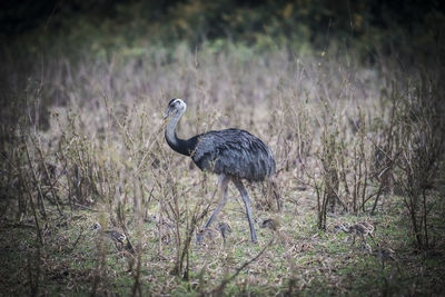Close-up of bird on field