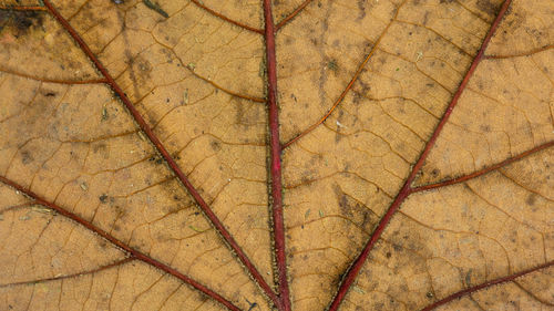 soil