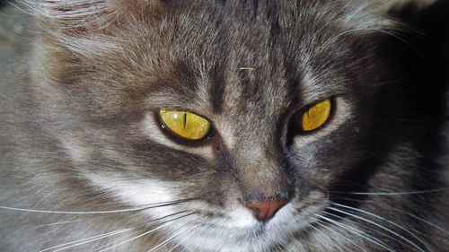 Close-up portrait of cat