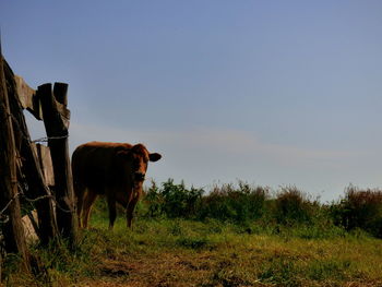 Dog standing on grassy field