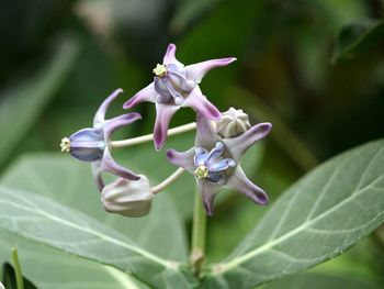 Close-up of flowers blooming outdoors