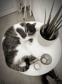 High angle view of cat on table