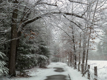 Road amidst trees in forest during winter