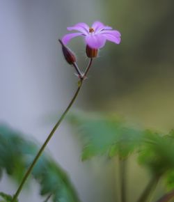 Close-up of pink flowering plant