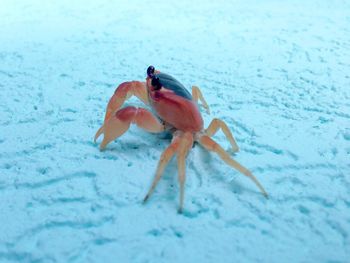 Close-up of crab