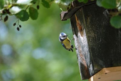 Close-up of bird perching on tree trunk