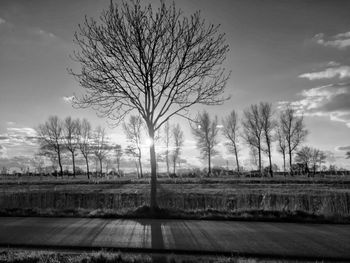 Bare trees on landscape against sky