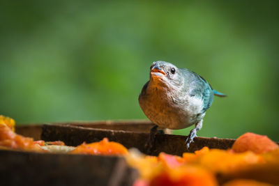 Close-up of bird perching on leaf