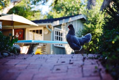 Bird perching on a plant