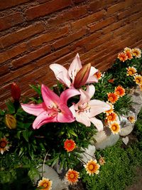 High angle view of pink flowers blooming outdoors