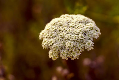 Close-up of flowering plant on field