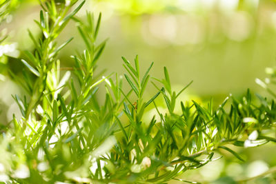 Close-up of fresh green plants in field