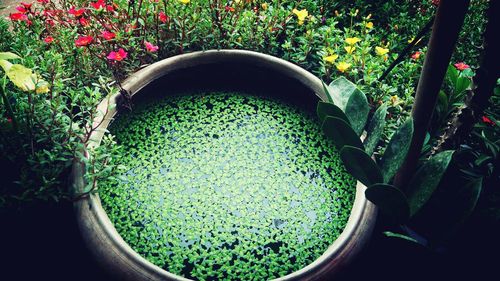 High angle view of plants