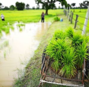 Scenic view of agricultural field