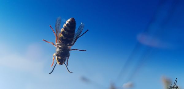 Close-up of insect flying against blue sky