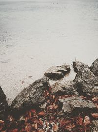 High angle view of rocks on beach