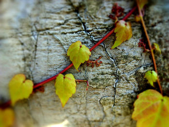 Close-up of autumnal leaves