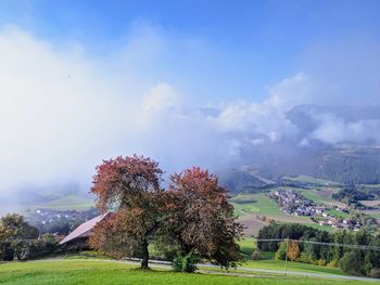 Trees on field against sky