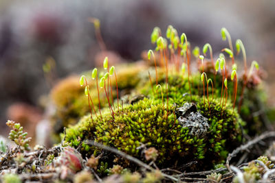 Close-up of mushrooms growing on field