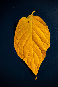 Close-up of yellow leaf against black background