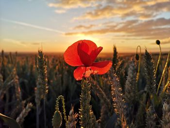 Close-up of orange flowering plant on field against sky during sunset