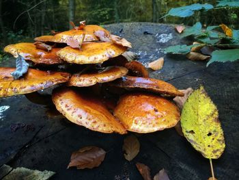 Leaves in autumn