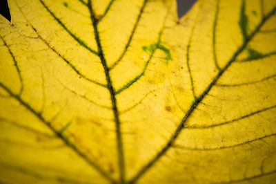 Close-up of leaves on ground