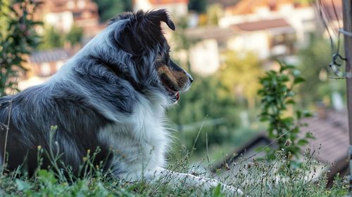 Side view of dog looking away on field