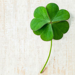 Directly above shot of green leaves on table