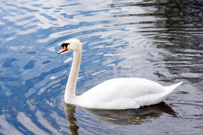 High angle view of swan swimming in lake