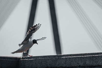 Low angle view of pigeon flying