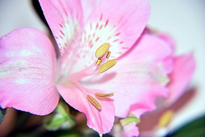 Close-up of pink flower