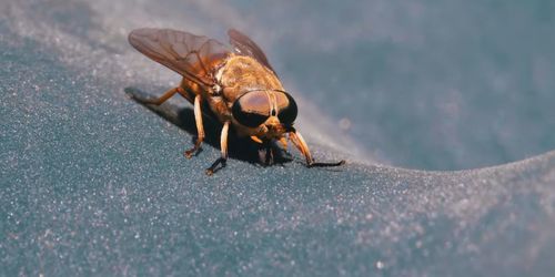 Close-up of insect on snow