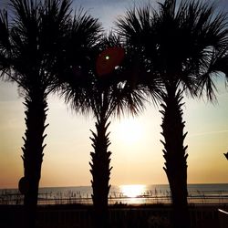 Silhouette of palm trees at sunset