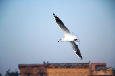 Low angle view of seagull flying