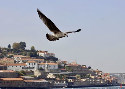 Seagull flying over buildings against clear sky