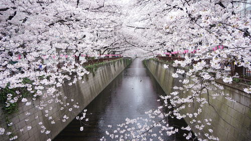 View of flowers growing on tree